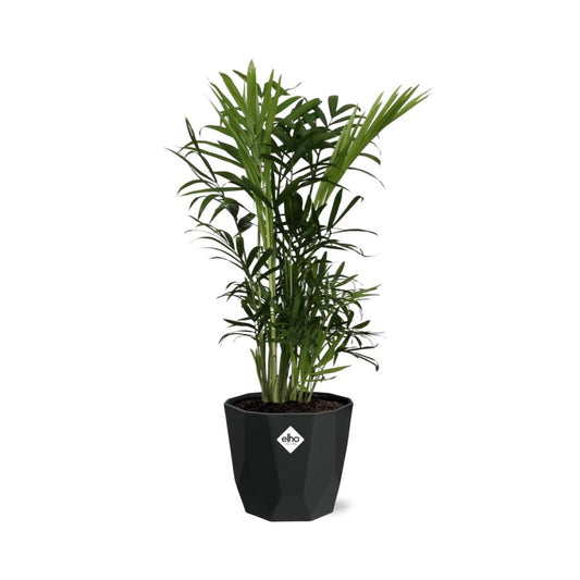 Chamaedorea Elegans – Zwergbergpalme in 14cm Topf
