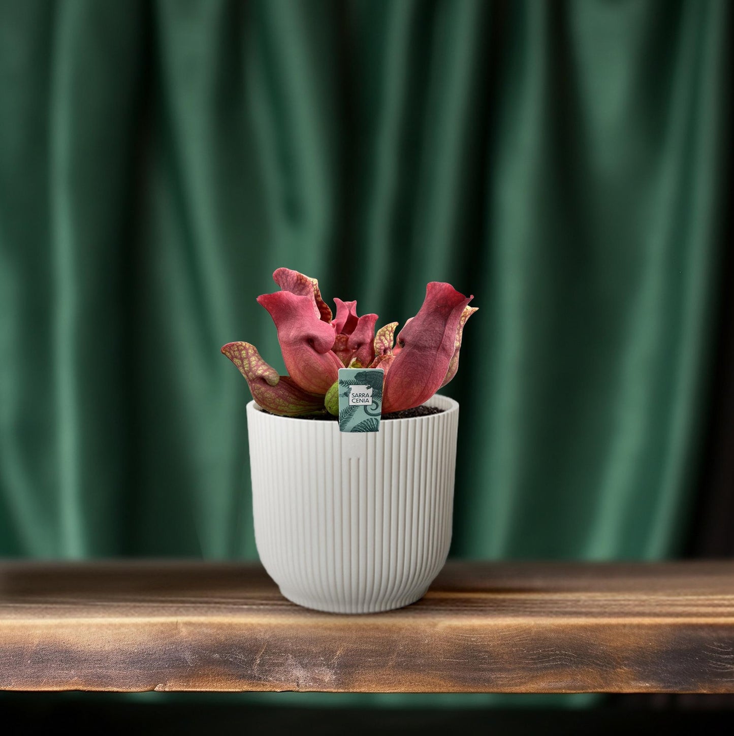 Sarracenia Venosa Red – Exotische Kannenpflanze Ø12cm