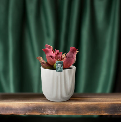 Sarracenia Venosa Red – Exotische Kannenpflanze Ø12cm