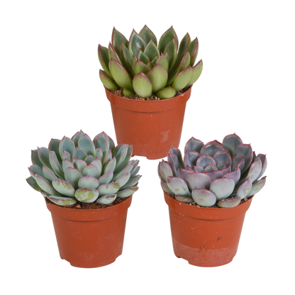 Echeveria-Mischung 3er Set – Pflegeleichte Sukkulenten