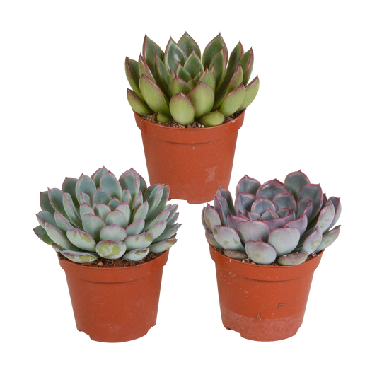 Echeveria-Mischung 3er Set – Pflegeleichte Sukkulenten