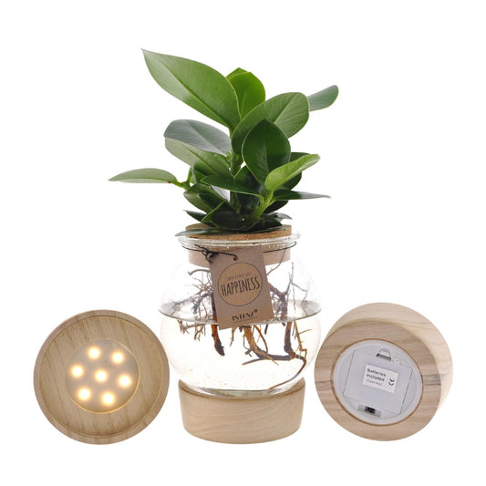 Clusia Hydroponie Pflanzenmix im Bolglas mit LED Ø12cm