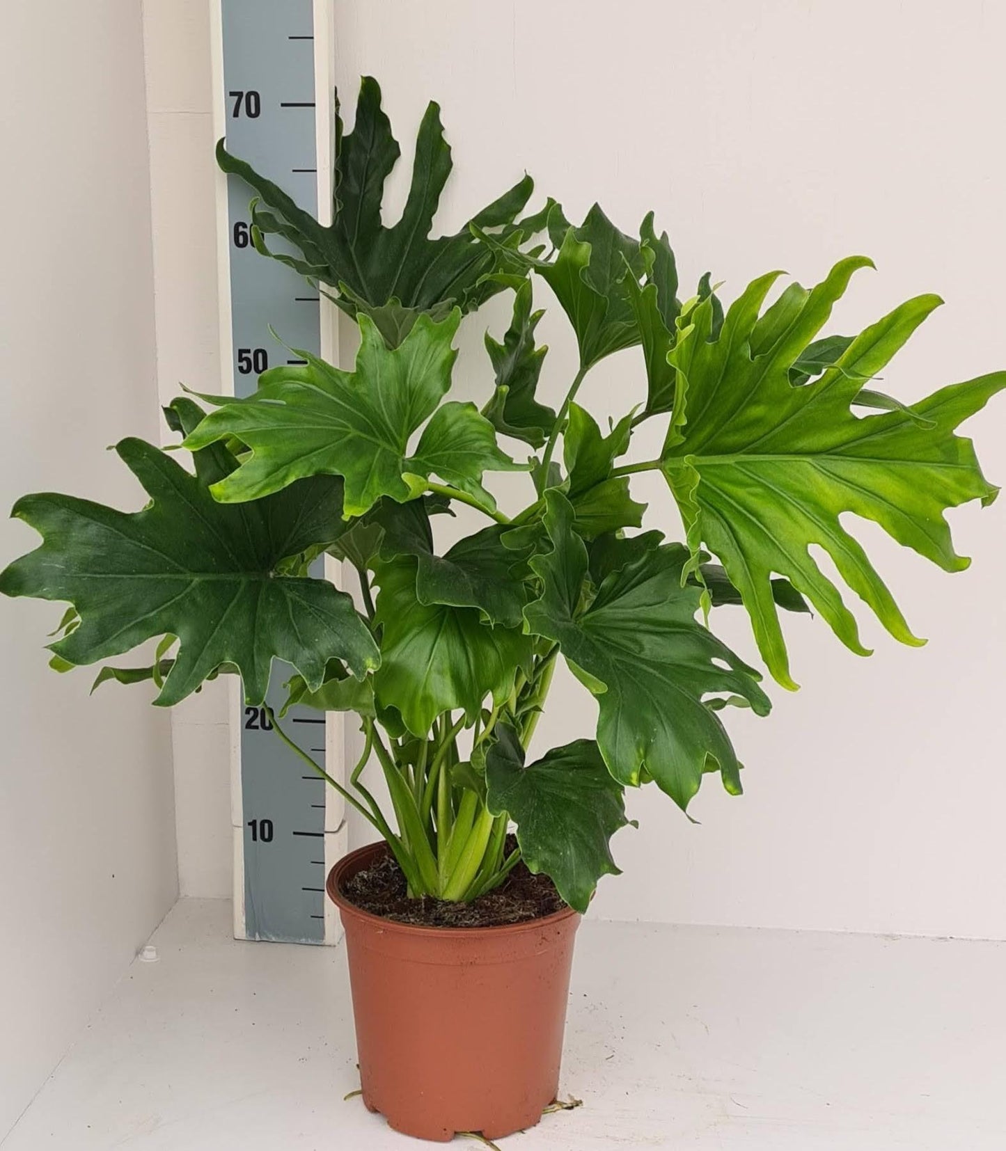 Philodendron Lickety Split – Pflegeleichte Trendpflanze