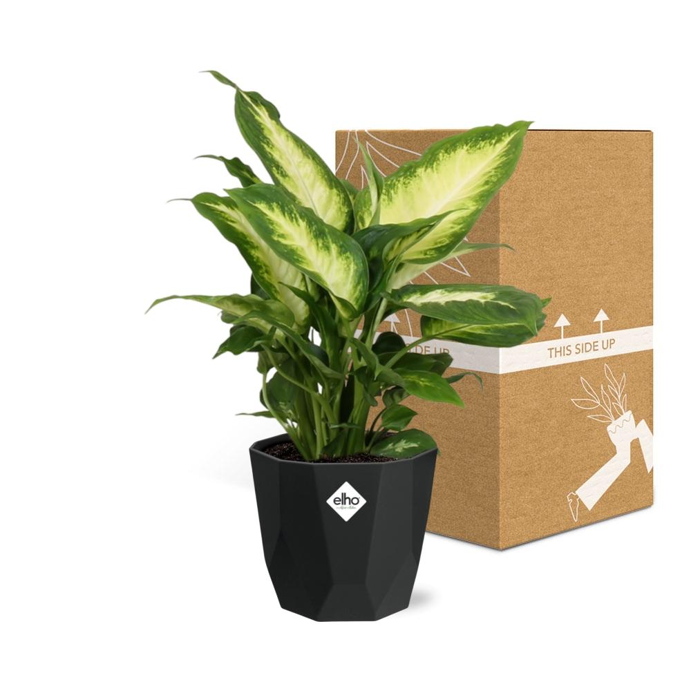 Dieffenbachia ‘Camilla’ – Pflegeleichte Zimmerpflanze 14 cm