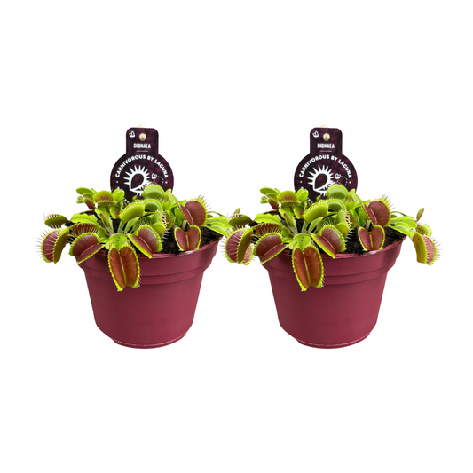 Venusfliegenfalle 2er-Set Ø12cm – Dionaea Muscipula