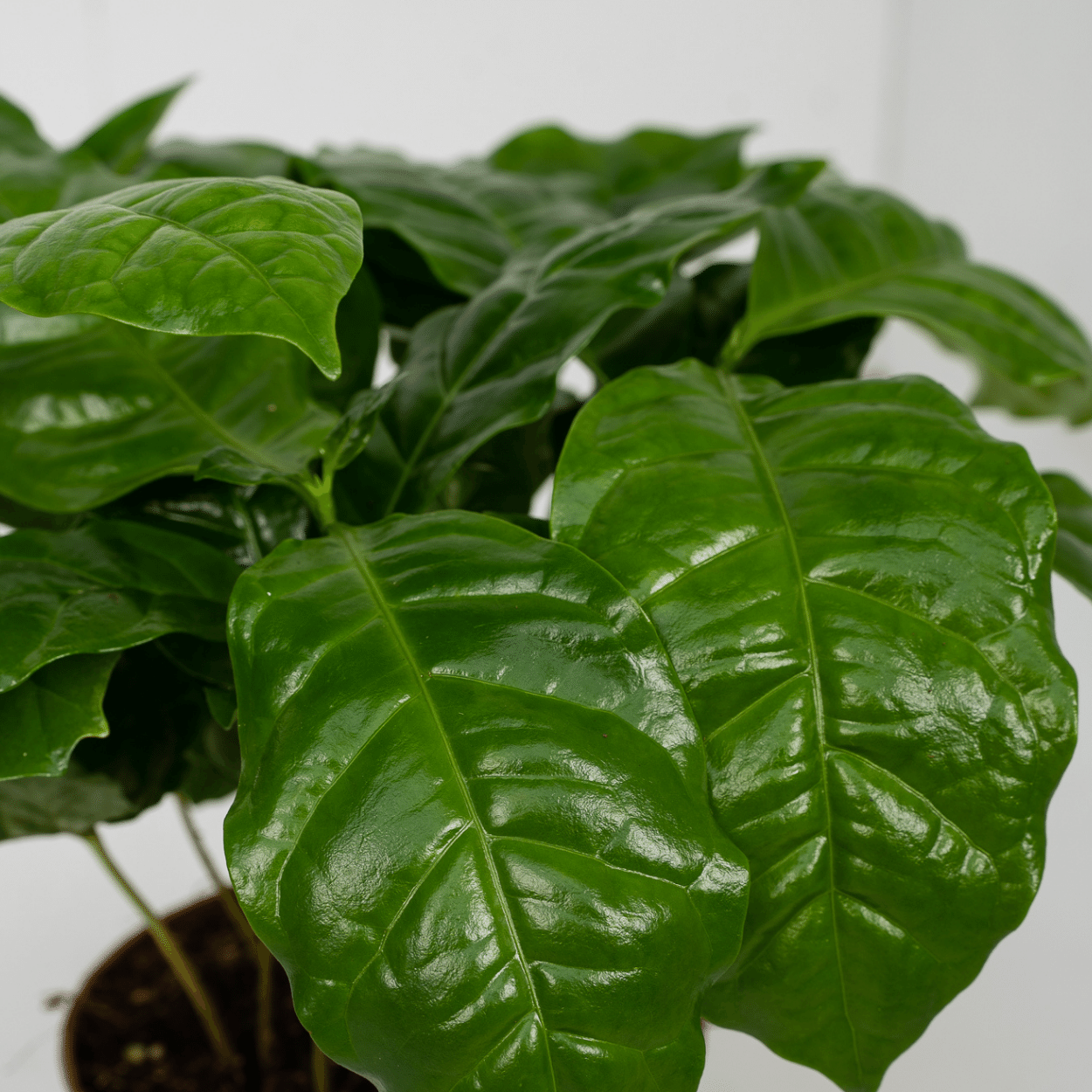 Coffea Arabica Kaffeepflanze – 2er Set, Ø12cm, ca. 25cm hoch