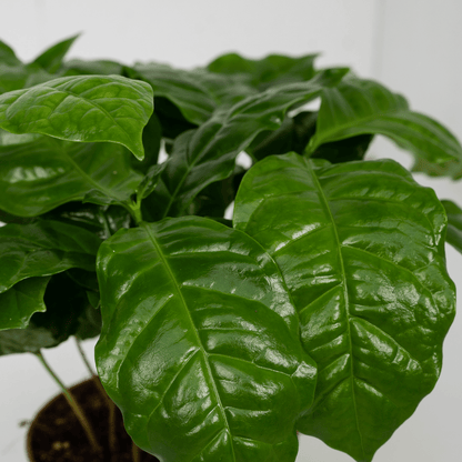 Coffea Arabica Kaffeepflanze – 2er Set, Ø12cm, ca. 25cm hoch