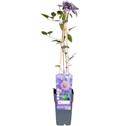 Clematis Multi Blue – Blühende, pflegeleichte Kletterpflanze Ø15cm