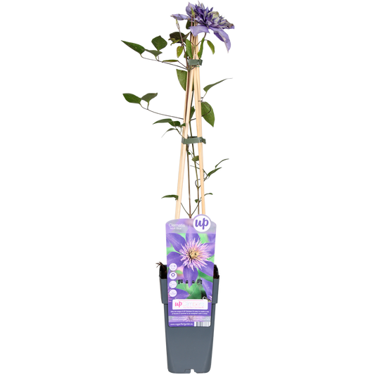 Clematis Multi Blue – Blühende, pflegeleichte Kletterpflanze Ø15cm