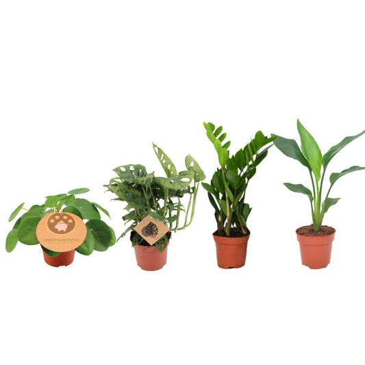 Must-have Pflanzenbox – 4 pflegeleichte Zimmerpflanzen Ø12cm