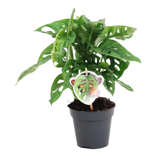 Monstera obliqua 'Monkey Leaf' – Tropische, pflegeleichte Zimmerpflanze 25 cm