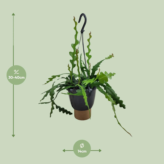 Epiphyllum Anguliger – Fischgrätenkaktus Ø14cm, 35cm hoch