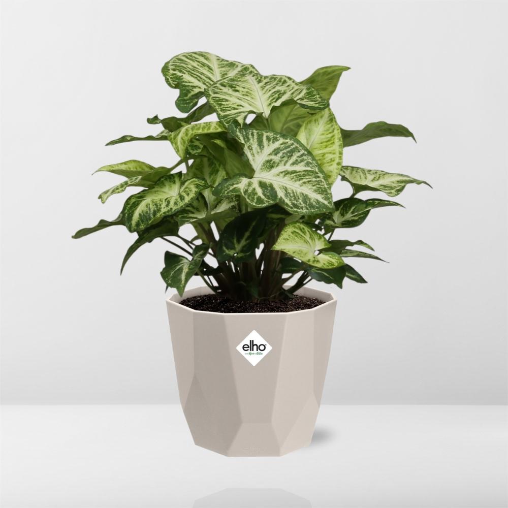 Syngonium Arrow in ELHO b.for rock 14 cm warm grey