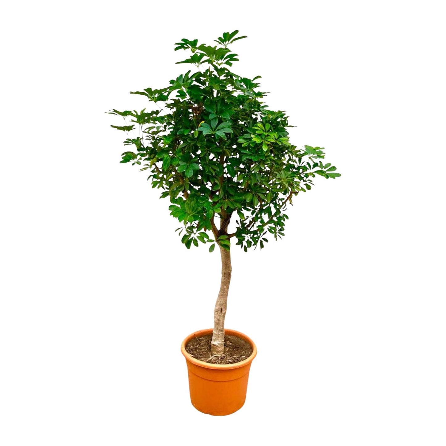 Schefflera op stam – 210 cm, pflegeleicht & robust