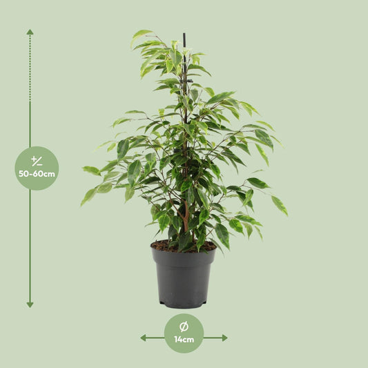 Ficus Benjamina Anastasia – Pflegeleichte Zimmerpflanze Ø14cm
