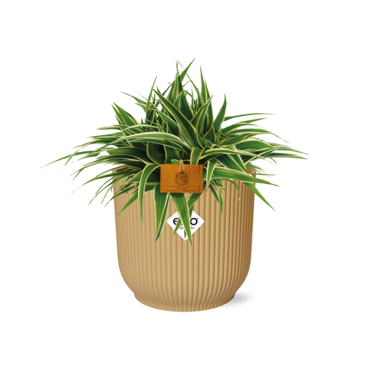 Chlorophytum Ocean 15cm in ELHO Vibes Fold Gelb