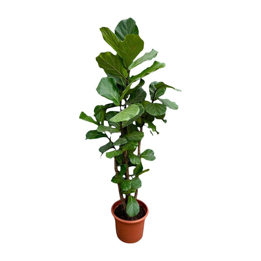 Ficus Lyrata XXL – Geigenfeige 220 cm, ø40 cm