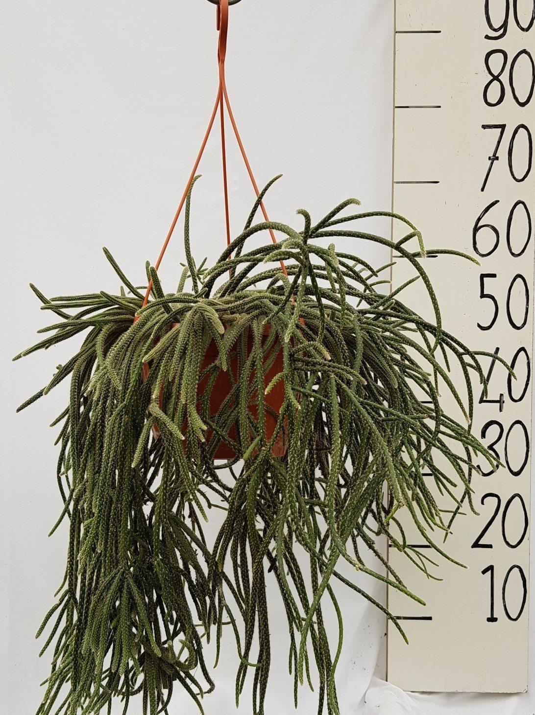 Rhipsalis Bacc Horrida – Pflegeleichte trendige Zimmerpflanze Ø25cm