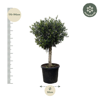 Olea Europaea Lorc – Eleganter Olivenbaum 180 cm