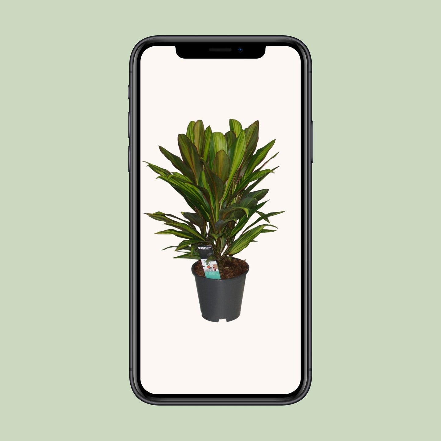 Cordyline Kiwi – Tropische, pflegeleichte Zimmerpflanze Ø19cm