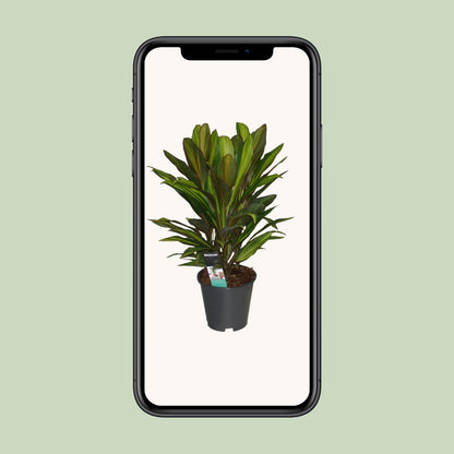 Cordyline Kiwi – Tropische, pflegeleichte Zimmerpflanze Ø19cm