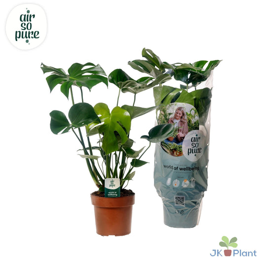 Monstera Deliciosa – Tropische Zimmerpflanze Ø21cm