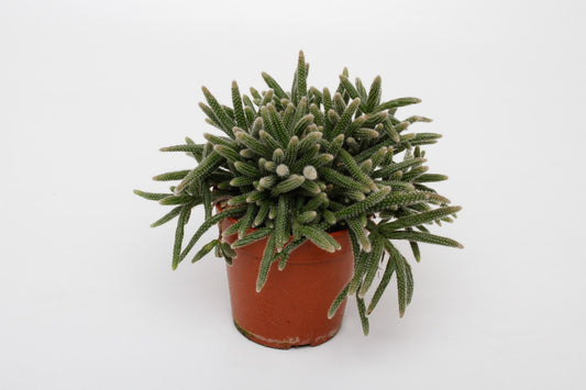 Rhipsalis Baccifera Horrida – Luftreinigende Zimmerpflanze Ø12cm