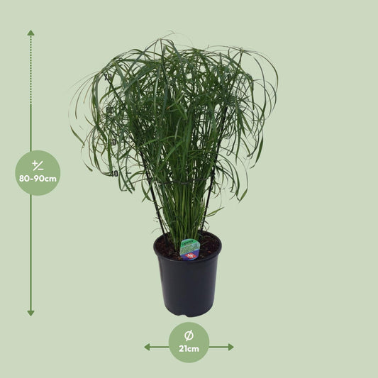 Zypergras (Schirmgras) – Ø21cm, ca. 80cm, pflegeleicht