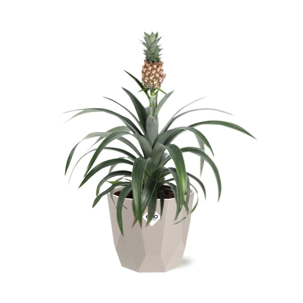 Ananas Mi Amigo Zimmerpflanze in ELHO b.for rock 14 cm warm grey