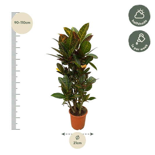Codiaeum Petra vertakt – farbenfroher Croton 100 cm