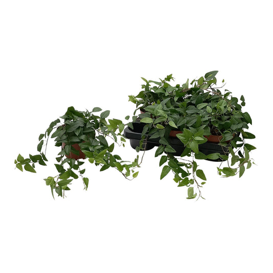 Hedera Helix 'Lingusta' – Pflegeleichte Efeupflanze Ø13cm
