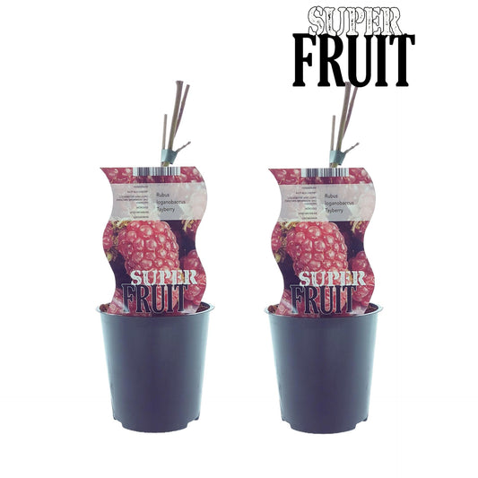 Rubus Tayberry (Taybes) - 2er-Set, Ø12cm, 30cm Höhe