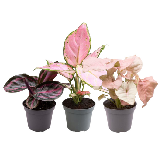 Pink is the new green – Aglaonema & Calathea Mix