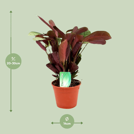 Ctenanthe Amagris – Pflegeleichte Zimmerpflanze Ø14cm