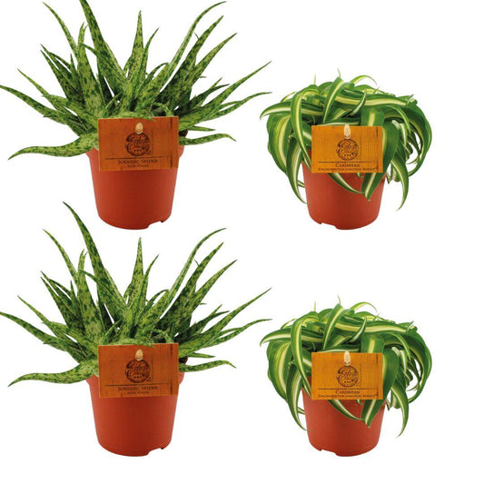 4er Set Aloe Spider & Chlorophytum Bonnie Ø10,5cm – Pflegeleicht & Luftreinigend