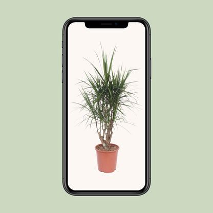 Dracaena Marginata – pflegeleichter Drachenbaum Ø27cm, 130cm hoch