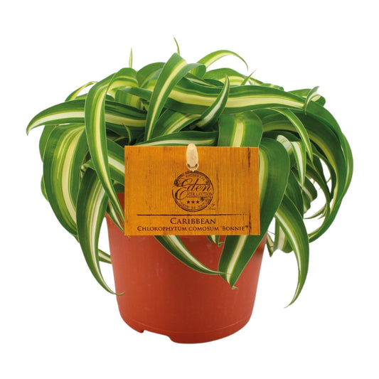 Chlorophytum Bonnie – Pflegeleichte Spinnenpflanze Ø11cm