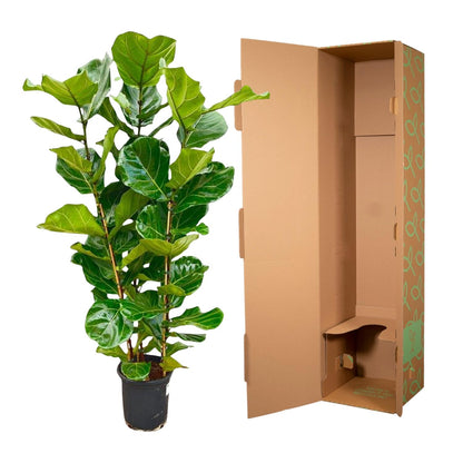 Ficus Lyrata (Geigenfeige) – 155 cm, Ø 27 cm, pflegeleicht