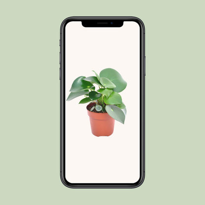 Peperomia Raindrop – Pflegeleichte Zimmerpflanze Ø12cm