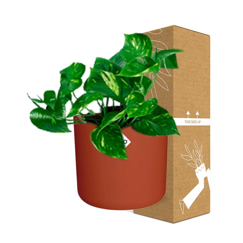 Epipremnum Pinnatum ‘Aureum’ in ELHO b.for soft rond 14cm brique