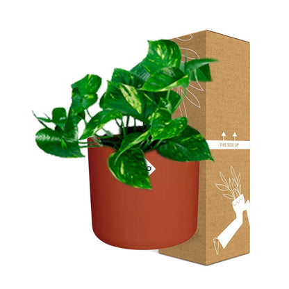 Epipremnum Pinnatum ‘Aureum’ in ELHO b.for soft rond 14cm brique