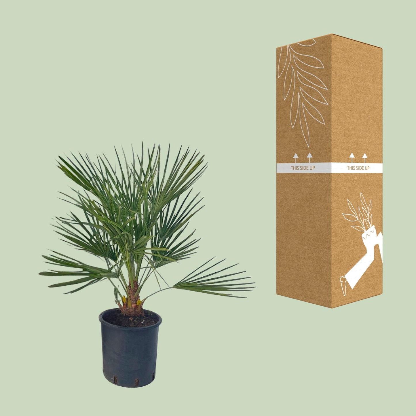 Chamaerops Humilis – Pflegeleichte Zwergpalme Ø22 cm
