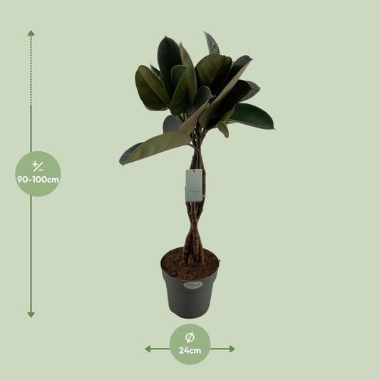 Ficus Elastica Burgundy – Pflegeleichte Zimmerpflanze Ø24cm