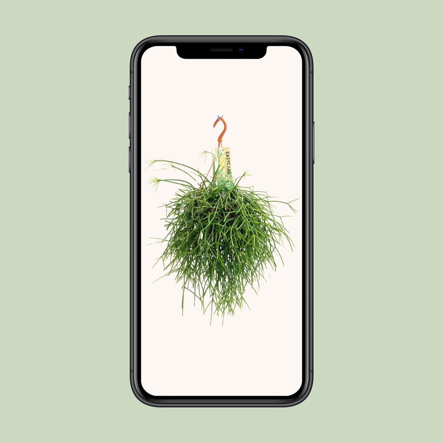 Rhipsalis Pulchra – pflegeleichte hängende Zimmerpflanze Ø14 cm