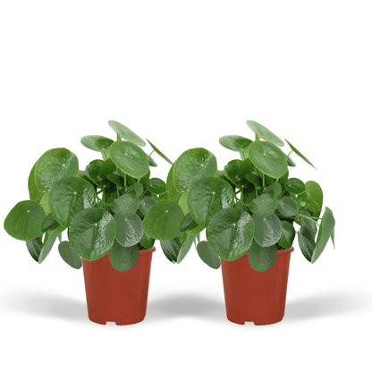 2x Pilea Peperomiodes – Pfannkuchenpflanze, 25 cm, ø15 cm