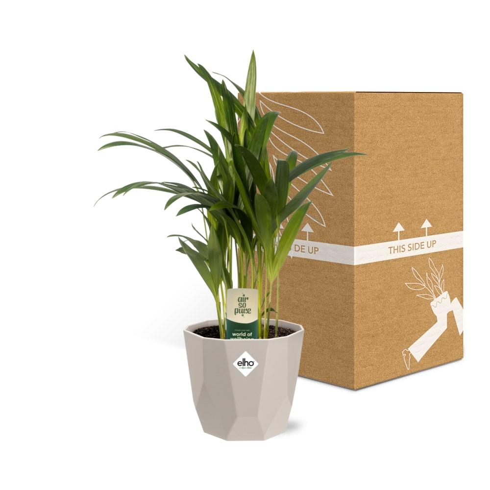 Dypsis Lutescens (Bambuspalme) 12cm in ELHO b.for rock Topf