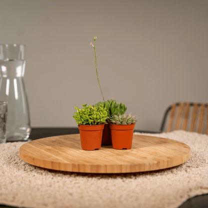 Sukkulenten Mix – 10 pflegeleichte Pflanzen Ø 5,5 cm