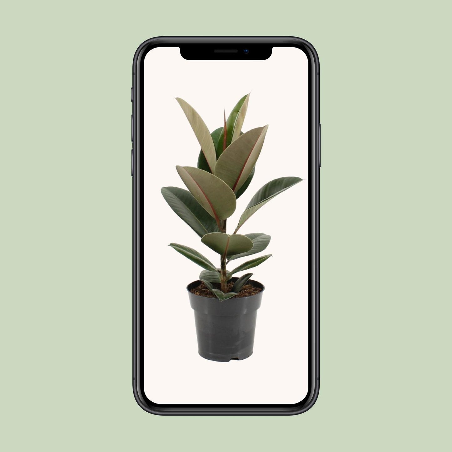 Ficus Elastica Robusta – Pflegeleichter Gummibaum Ø17cm