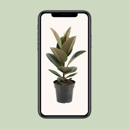 Ficus Elastica Robusta – Pflegeleichter Gummibaum Ø17cm