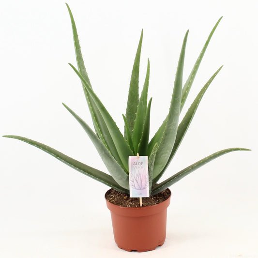 Aloe Vera Zimmerpflanze Ø19cm – Pflegeleicht & Robust